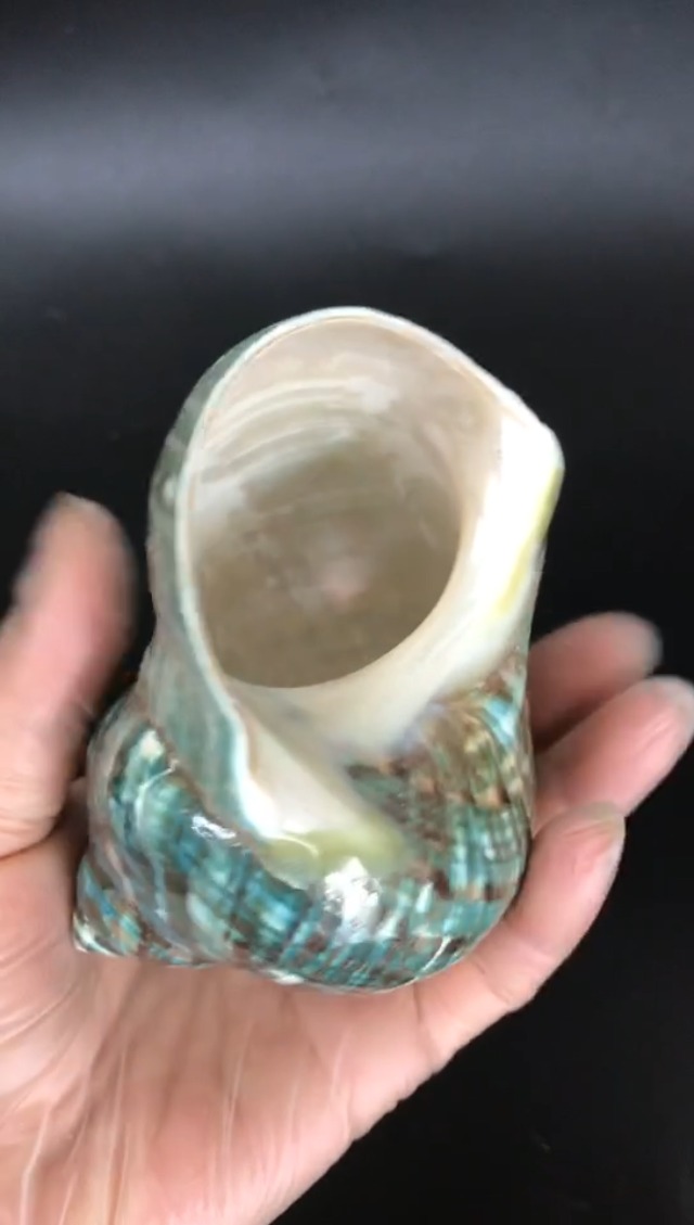 Amazon.com: PEPPERLONELY 1 PC Polished Green Jade Turbo Sea Shell