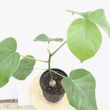 塊根植物 ボンバックス　コーデックス 盆栽のようなコーデックス・コーデックスのような盆栽