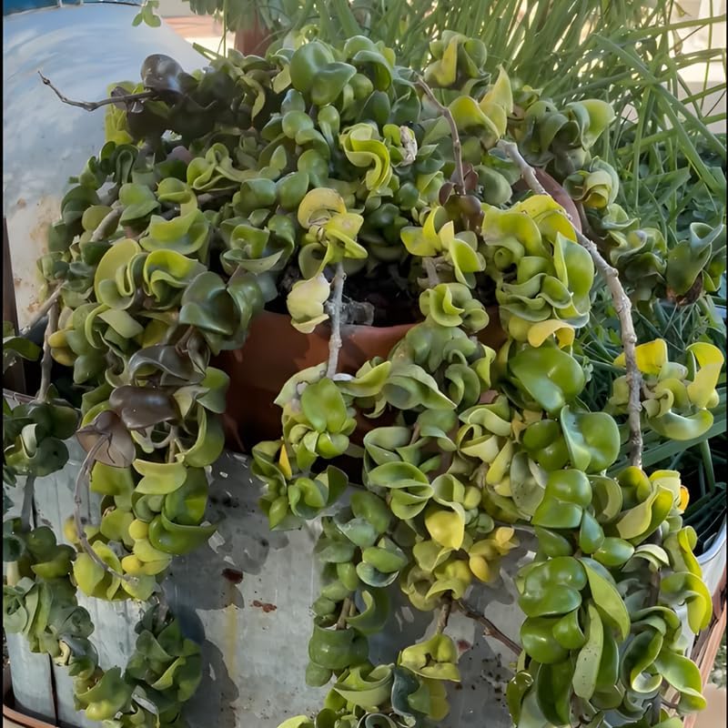 Hoya Hindu Rope Plant Live, 4 Inch Pot, Potted Crinkle Leaf Wax Plant, Unique Curly Indoor Vine for Home and Office Décor