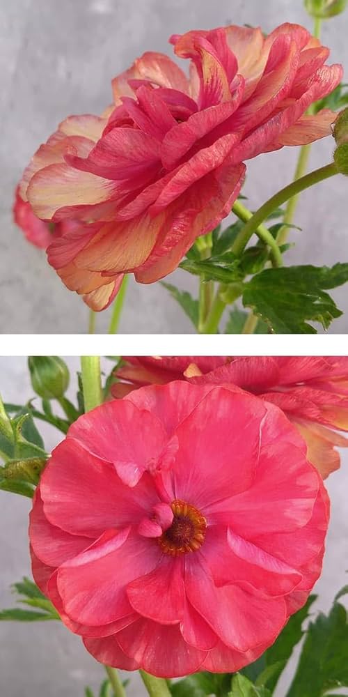 豪華　ラナンキュラスラックス ムーサ ラナンキュラス：ラックス ムーサ 6号鉢植え の通販 | 園芸