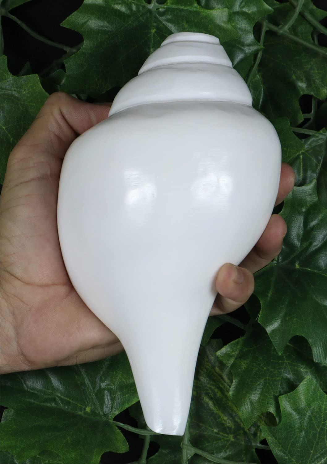 ASHIRWAD Original Blowing Shankh Vamavarti Dattatreya – Conch Muscheln – Puja Ritual – Plain Pooja Shankh – Shankhnaad (Länge: 20,3 cm Umfang: 30,5 cm)