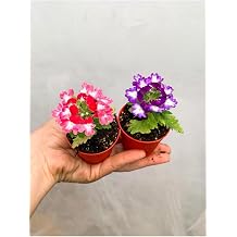 Kar k Renk Mine  i e i, 2 Adet, 10-20 cm Saks l   i ekli Bodur Bitkiler, Verbena
