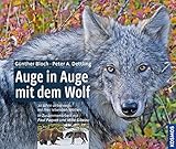 Auge in Auge mit dem Wolf: 20 Jahre unterwegs mit frei lebenden Wölfen - Günther Bloch, Peter Dettling 