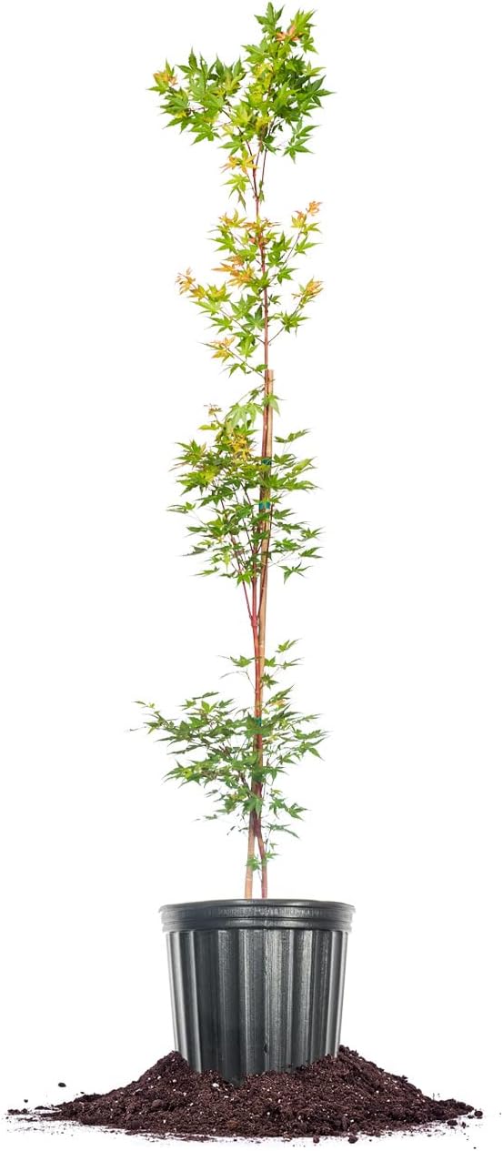 Perfect Plants Sango Kaku Japanese Maple Tree 4-5ft Tall - Elegant Coral Bark Branches - Eye-Catching Green Golden Leaves - Ideal for Landscapes