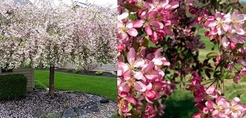 Direct Plants Malus Weeping Candied Apple Fruit Tree 6ft Tall Supplied in a 12 Litre Pot