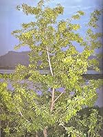 Secrets of Indian Herbs for Good Health 8189235648 Book Cover