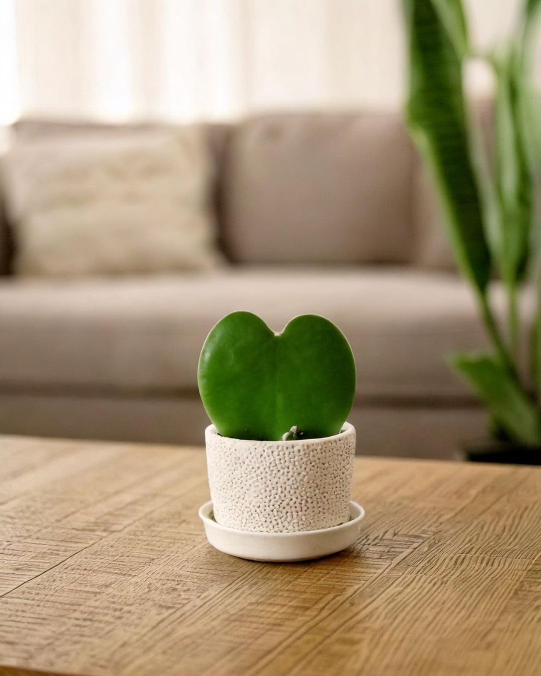 PUR PLANT Hoya Kerrii Mini | Planta Corazón Natural Pet Friendly | Planta de Interior Decorativa | Maceta de Ø6 cm