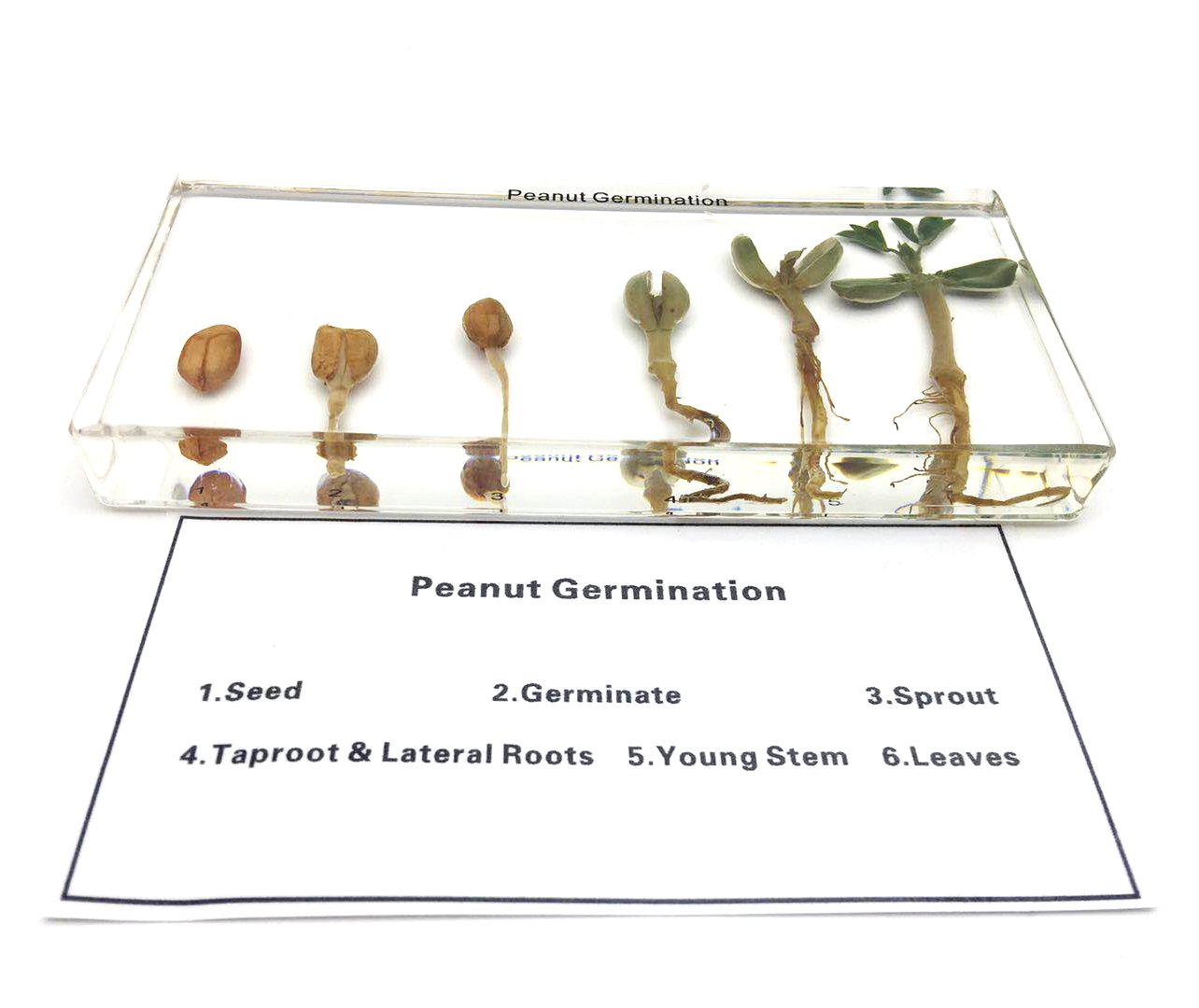 Peanut Germination in Acrylic Block Lifecyle of Peanut Biology Science Classroom Specimens (Peanut Germination)