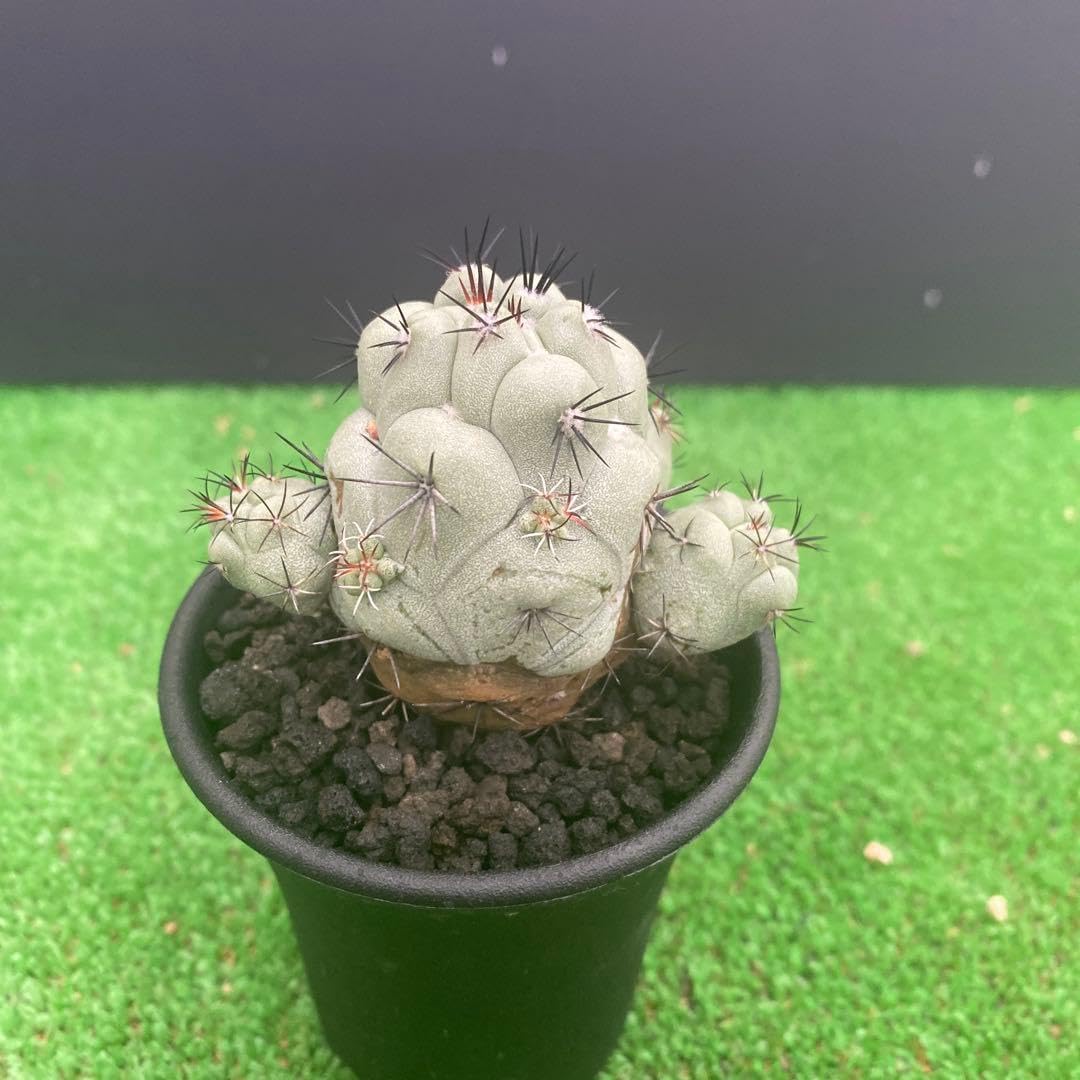 a67 アデニウム ドワーフ 塊根植物 コーデックス 低重心 タコ足 オクトパス a67 アデニウム ドワーフ 塊根植物 コーデックス 低重心 タコ足 オクトパス