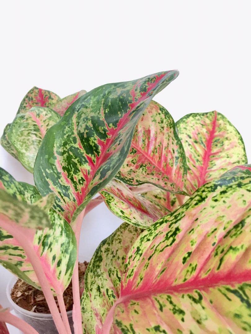 chinese money plant near me Chinese Money Plant main image 1