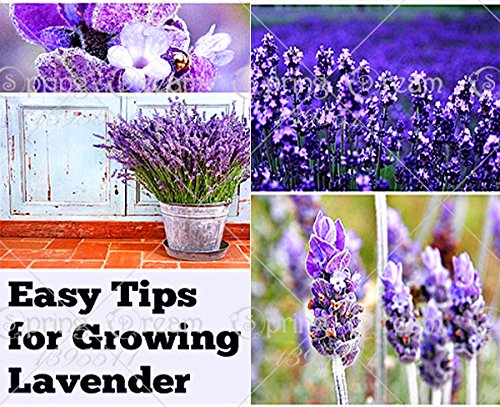 Semillas de lavanda de Provenza francesa Semillas de lavanda orgánicas fragantes Semillas de flores de plantas de bonsái Jardín casero Paquete de 500 semillas