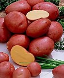 Rode schil om te zaaien, verpakking van 1,5 kg, voor het verplanten van moestuin