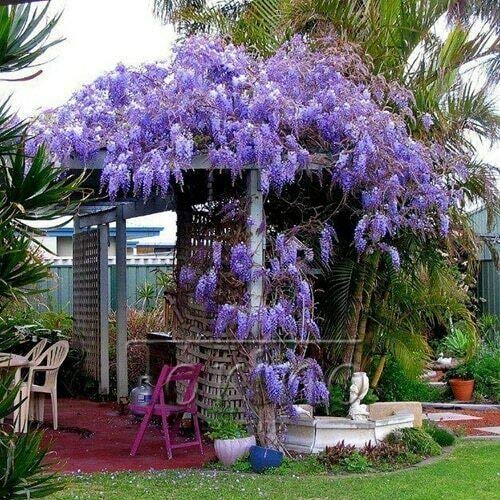 Froze 2 Blue Japanese Wisteria Vines - 6-18'' Tall - Live Plants - Wisteria floribunda