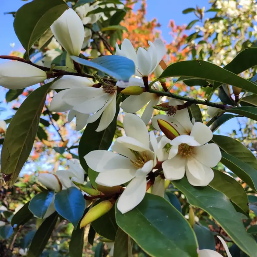 Sweetbay Magnolia Plant Live, 6-12 Inch Tall, Magnolia Tree in 2.5” Pot, Flowering Ornamental Tree