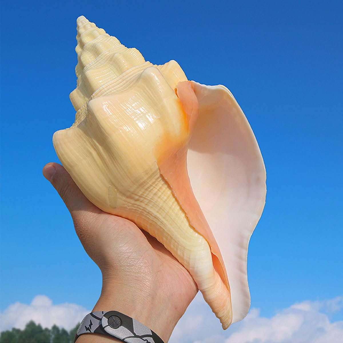 Conchiglie Grandi Naturali da Spiaggia Marina, Conchiglie Grandi Naturali for Decorazioni Fai da Te(22~23cm)