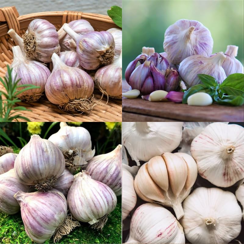 Mix Garlic Bulbs for Growing Garden, 4 Bulbs, Mixed Variety, Planting Outdoors, Hardneck Softneck Garlic for Growing Outdoors
