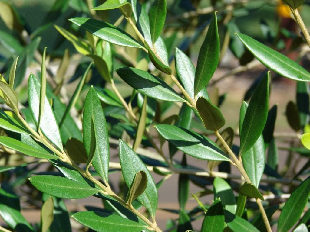 verdecora