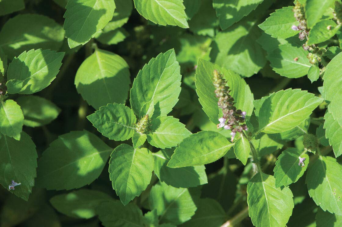 Live Green Tulsi plant for home gardening (B08KZY893B) Amazon Price History, Amazon Price Tracker