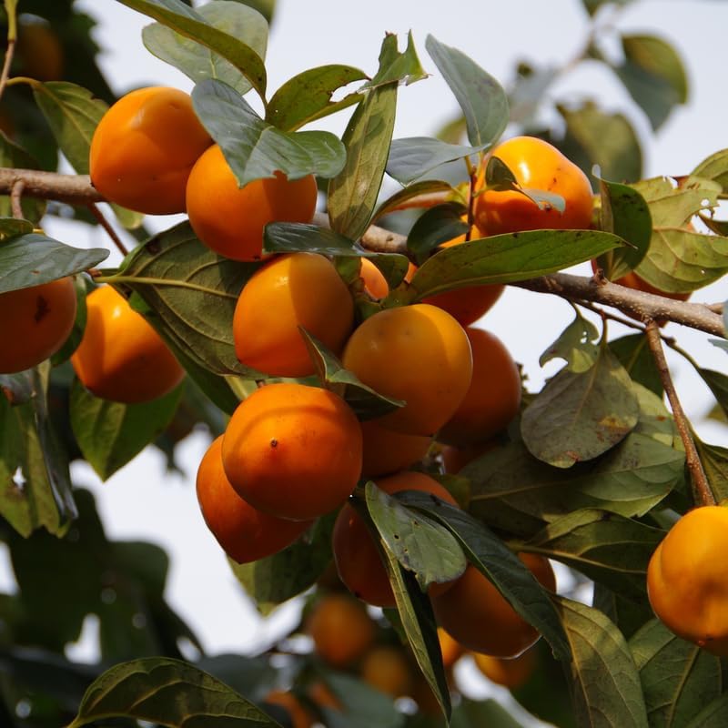 Persimmon Tree Live Plant in 3 Gallon Pot, 2 Years-Old Sweet Persimmon Tree for Garden Planting, No Ship to CA