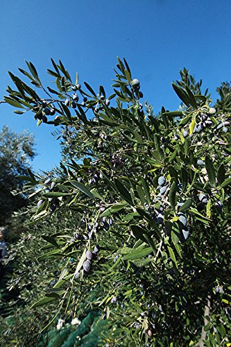 Miniatura 4 de Paquetes de aperitivos de oliva - 8 unidades paquetes de 2.3 oz (Kalamata)