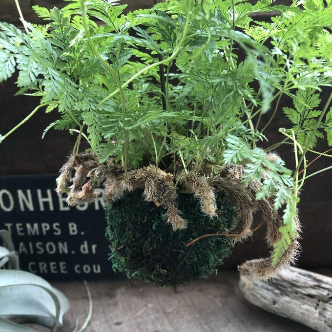Amazon | 吊り下げ 苔玉ダバリア シダ 観葉植物 インテリア Amazon | 吊り下げ 苔玉ダバリア シダ 観葉植物 インテリア
