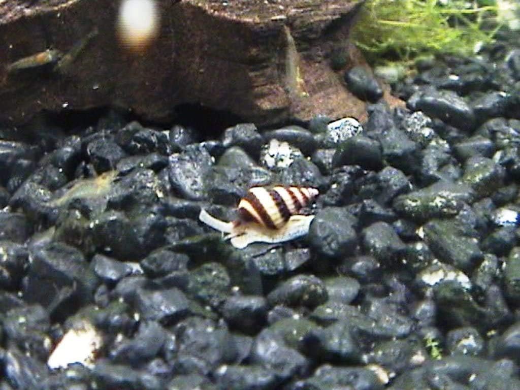 Assassin Snails (Qty-5)