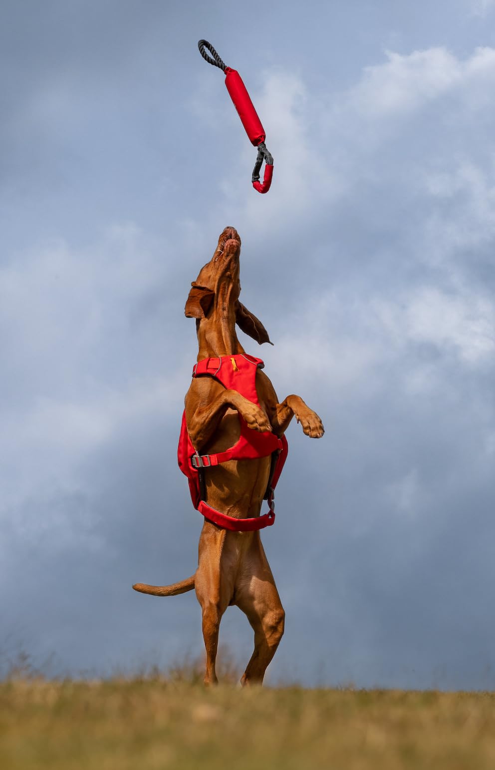 iEnergy™ SOL Floating Tug Toy