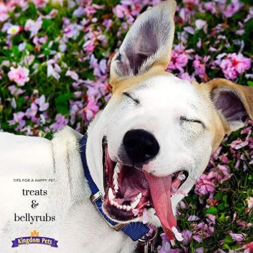 Kingdom Pets Filler Free Chicken Jerky & Sweet Potato Twists, Premium Treats for Dogs, 48-Ounce Bag - Image 7