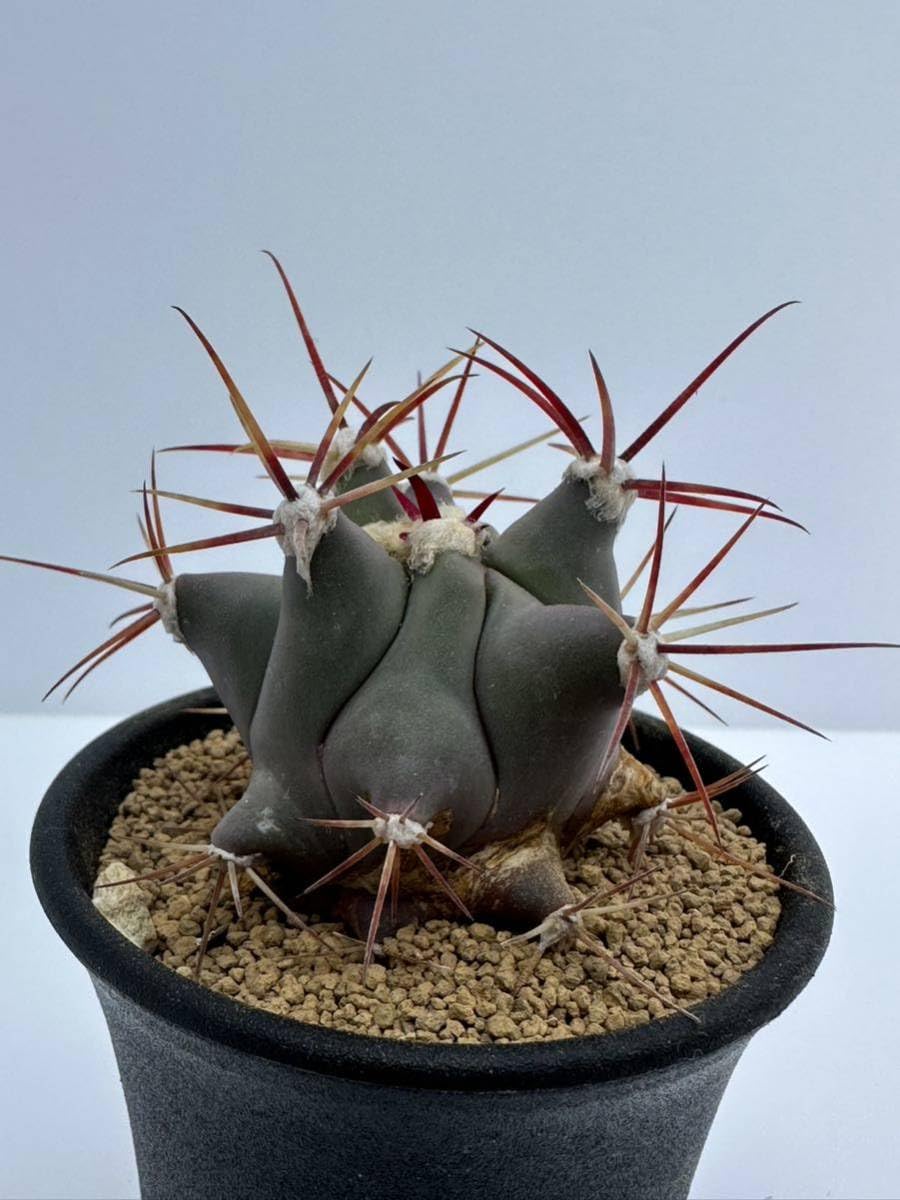 多肉植物】フェロカクタス 江守 エモリー （トゲトゲの江守さん - No 
