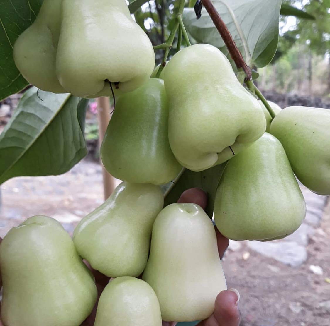 See full amazon price history chart for Platones Live Plants For Garden Fruit White Water Apple Java Apple/Jamun Bell-Shaped Edible Berry Hybrid Plant(1 Healthy Live Plant) Platones Live Plants For Garden Fruit White Water Apple Java Apple/Jamun Bell-Shaped Edible Berry Hybrid Plant(1 Healthy Live Plant) (B092VD1ZJ4) Amazon Price History, Amazon Price Tracker