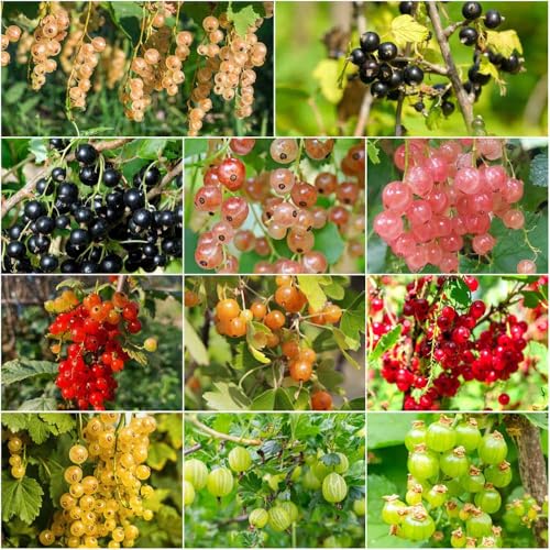 grosella espinosa - semillas de interior en resistentes Semillas de bonsái para techo verde 125pcs