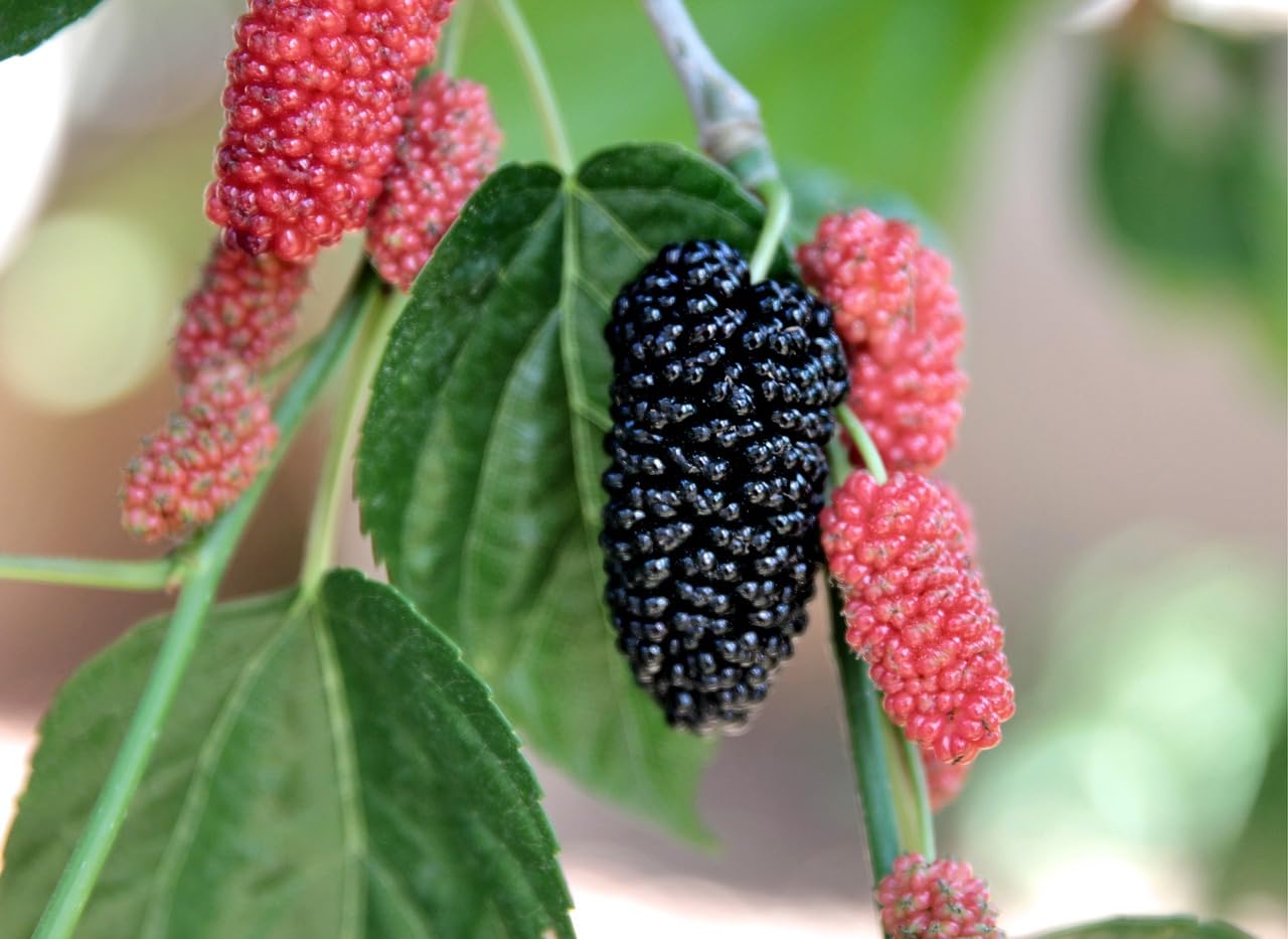 Golden Bloom Real Live Mulberry Shahtoot all time variety Fruit Live Plant & Tree Plant Height 1-2 FT (Fruits After 6 Months) (B0CK1HTVH4) Amazon Price History, Amazon Price Tracker