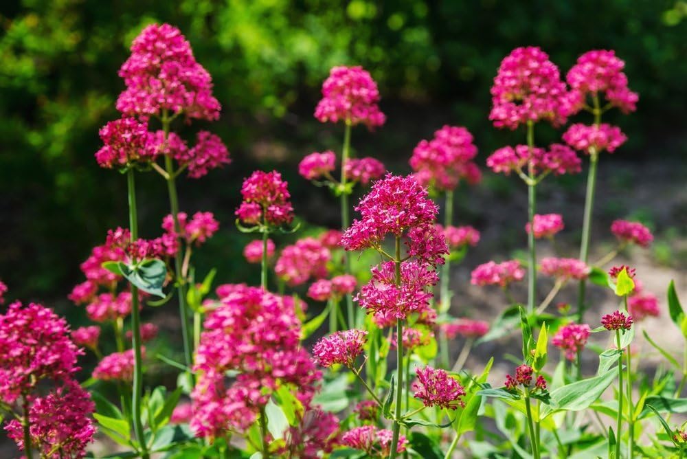 Red Valerian, Centranthus ruber 30 – perennial plant