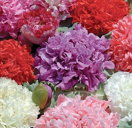 Mohn Peony Mix - 100 Samen