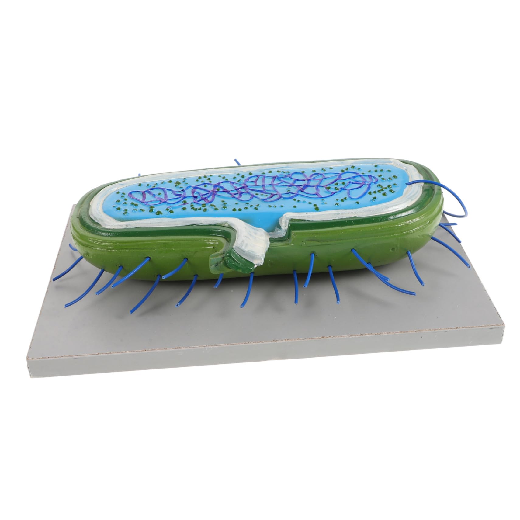 Anatomico Cellulare in Pvc per Studio di Biologia Cellulare Struttura Realistica, Strumento Didattico per Laboratori e Uffici