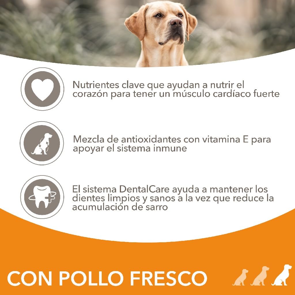 IAMS Alimento Seco para Perros Senior de Razas Grandes, Pollo, 12kg | Alimento seco | para perros mayores | a partir de 7 años | para razas grandes