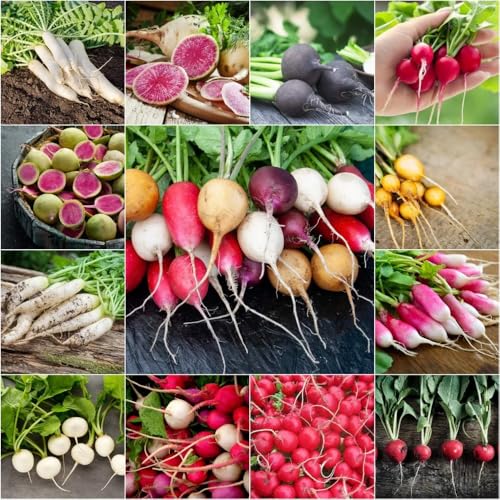 Mixrug 840+ Mix 7 Individual Varieties of Radish Seeds for Planting-Cherry Watermelon Radish Seeds-Purple Plum and Daikon and Red Radishes Non-GMO Heirloom for Home Outdoor