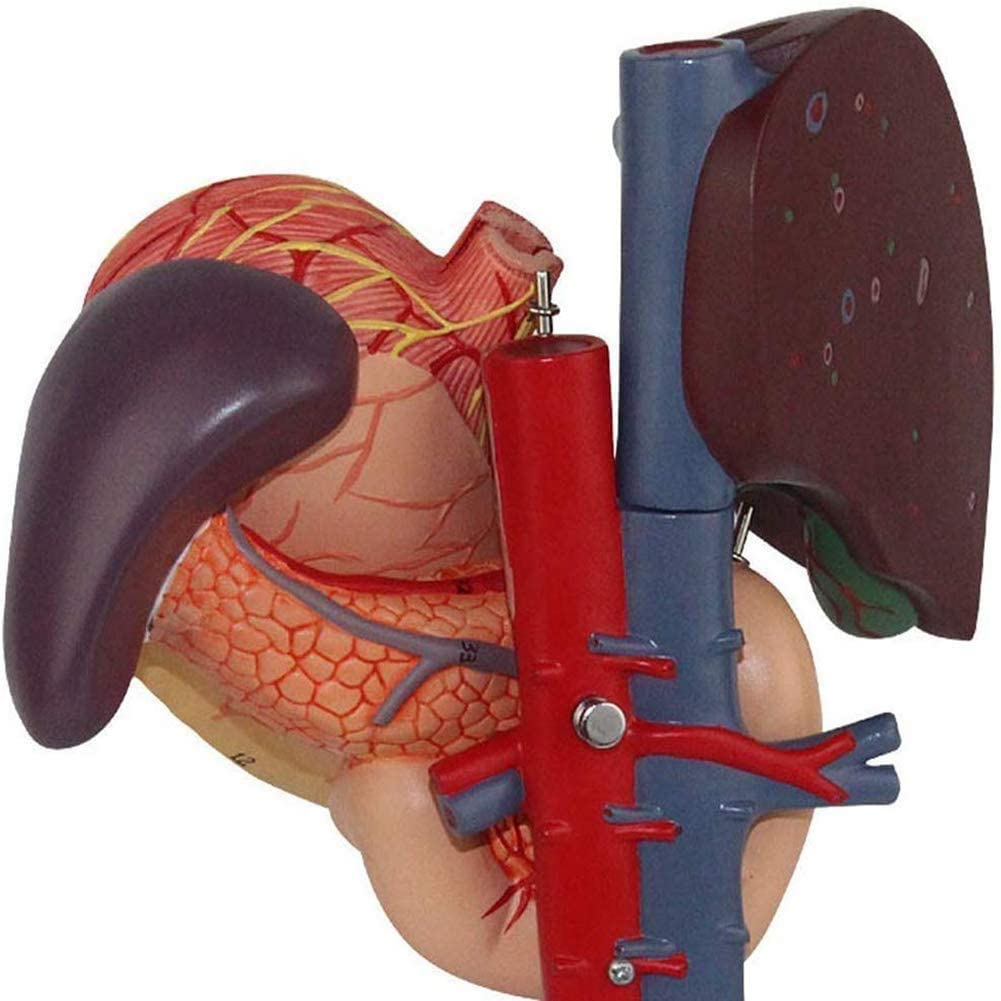 Amazon.co.jp: 人体の肝、胆、膵臓、脾臓、胃の6つの部分の教育モデル