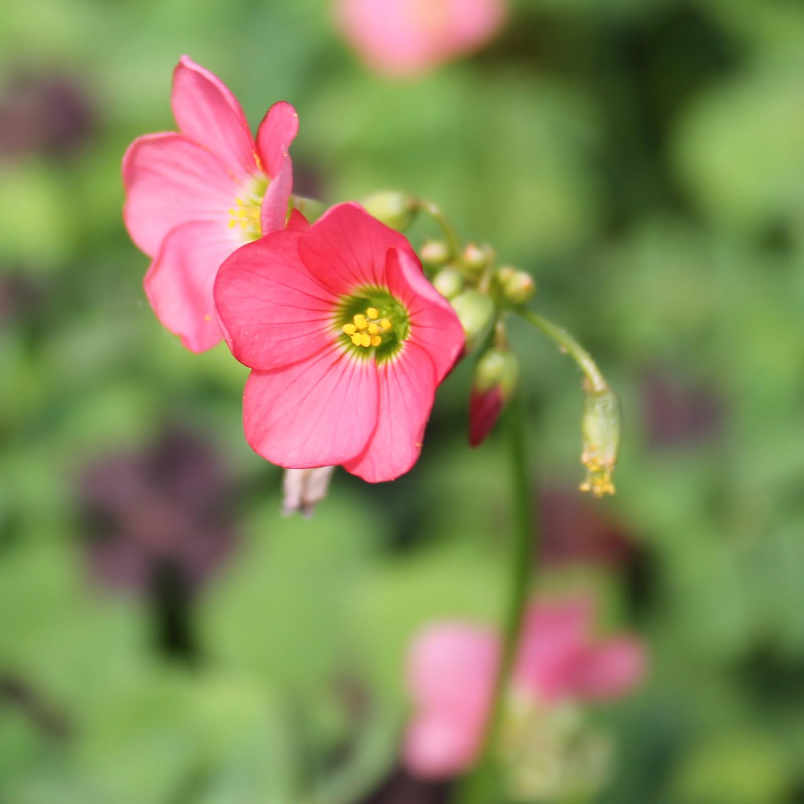 Carbeth Plants Oxalis Spiralis 'Crazy Pink' - Hardy Perennial With Pink Foliage & Yellow Flowers (2 Plants)-815325