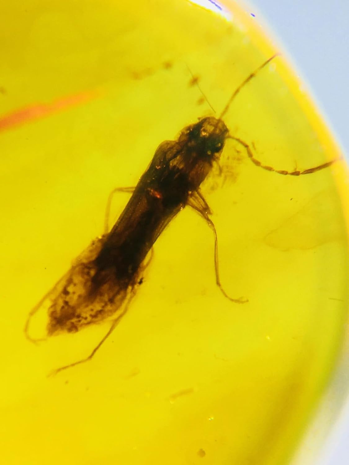 Burmese burmite Cretaceous Moth Insect Fossil Amber Myanmar