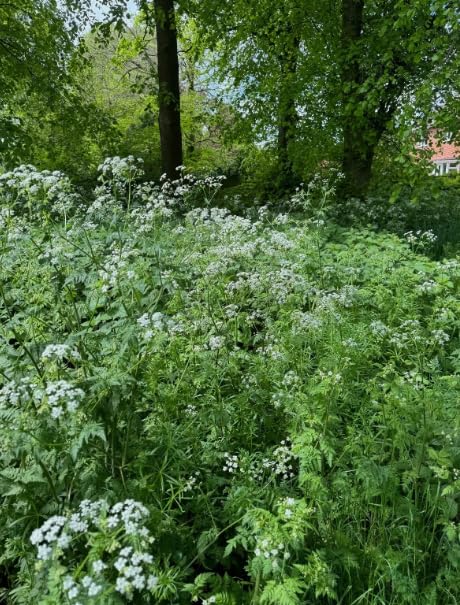 1 Pack of 100 SEEEDS Cow Parsley - Anthriscus Sylvestris