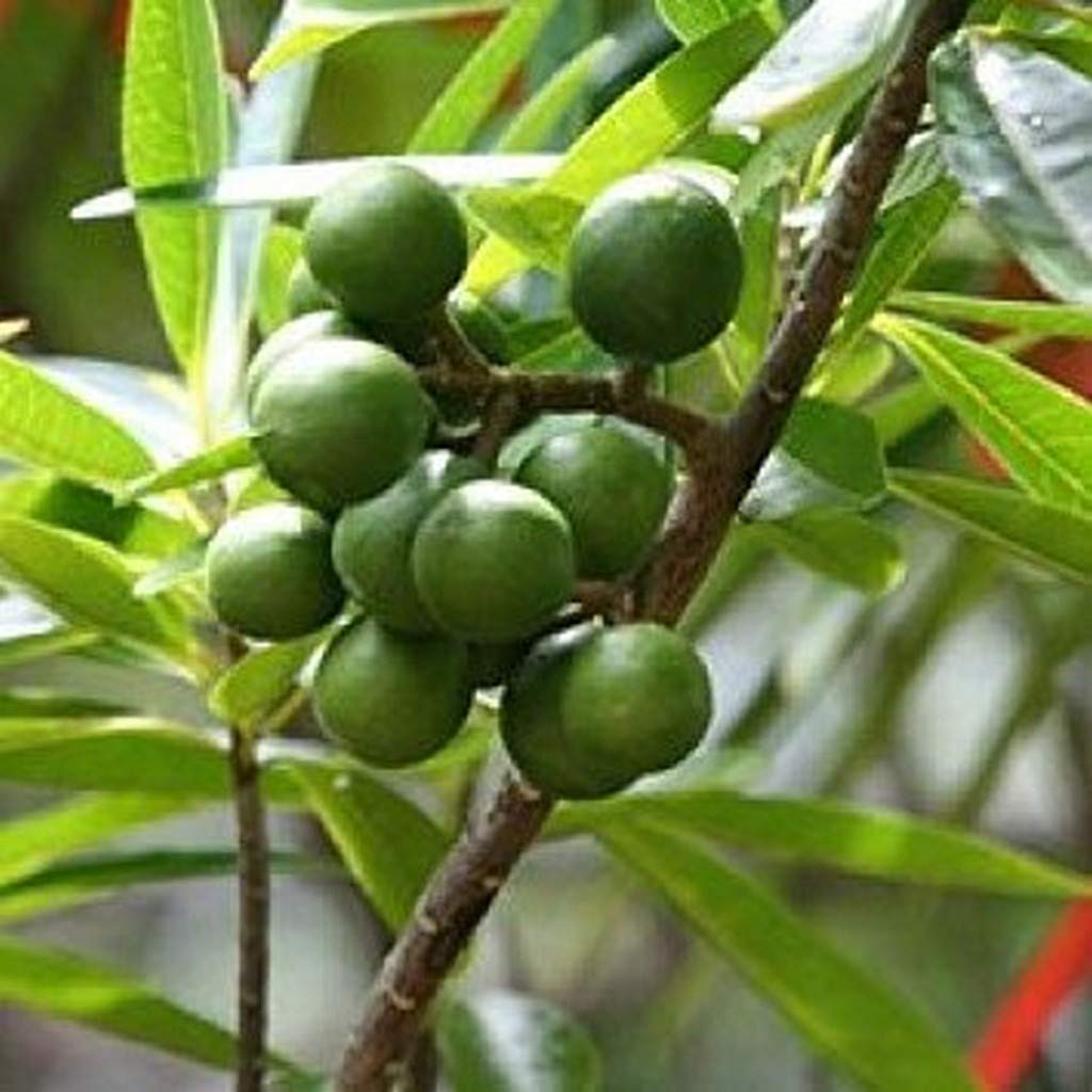 OhhSome OhhSome Rare Rudraksha Religious Tree Shiva s teardrops 1 Healthy Live Plant, (PLANT-9-RUDRA4275227$#) (B09N8WXM1Z) Amazon Price History, Amazon Price Tracker