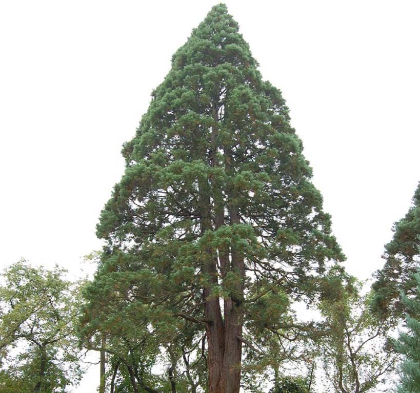 Amazon.com : Sequoia sempervirens (Redwood, California Redwood