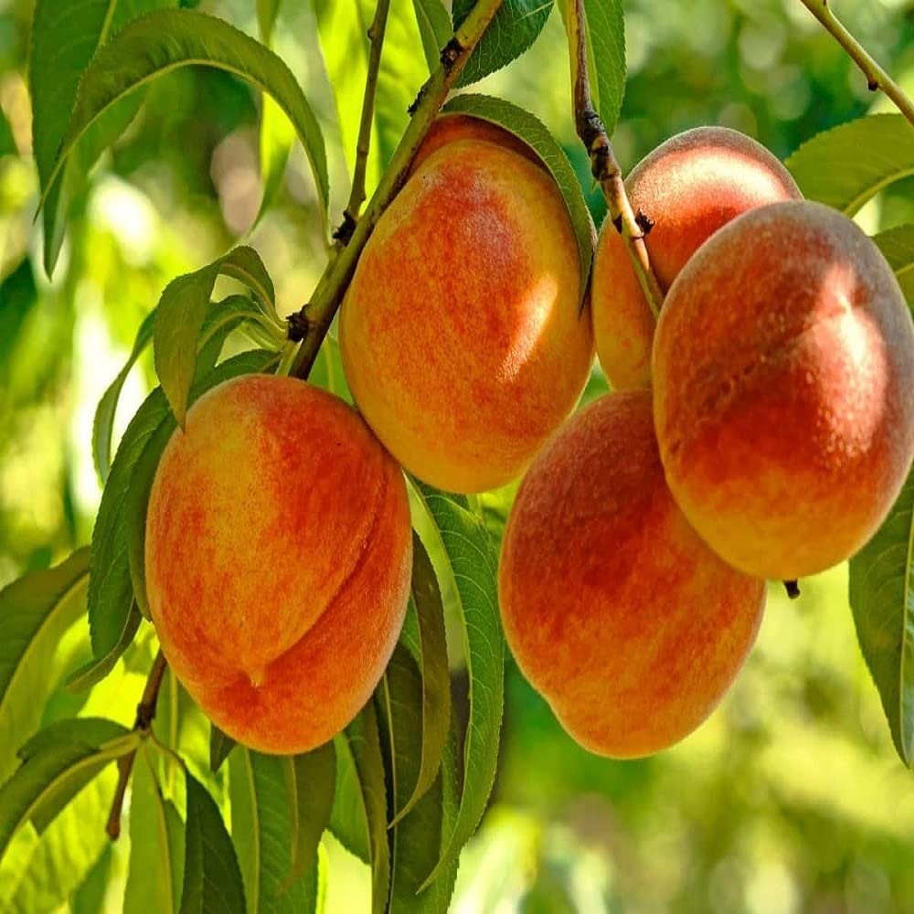 healthy vibe Peach Aadu Grafted Fruit Plant Easily Grow At Terrace And Balcony At Home Early Fruiting Plant | 36-40 Inches Height | Outdoor (Balcony/Terrace/Lawn) | By The Roop Nursery-image-4