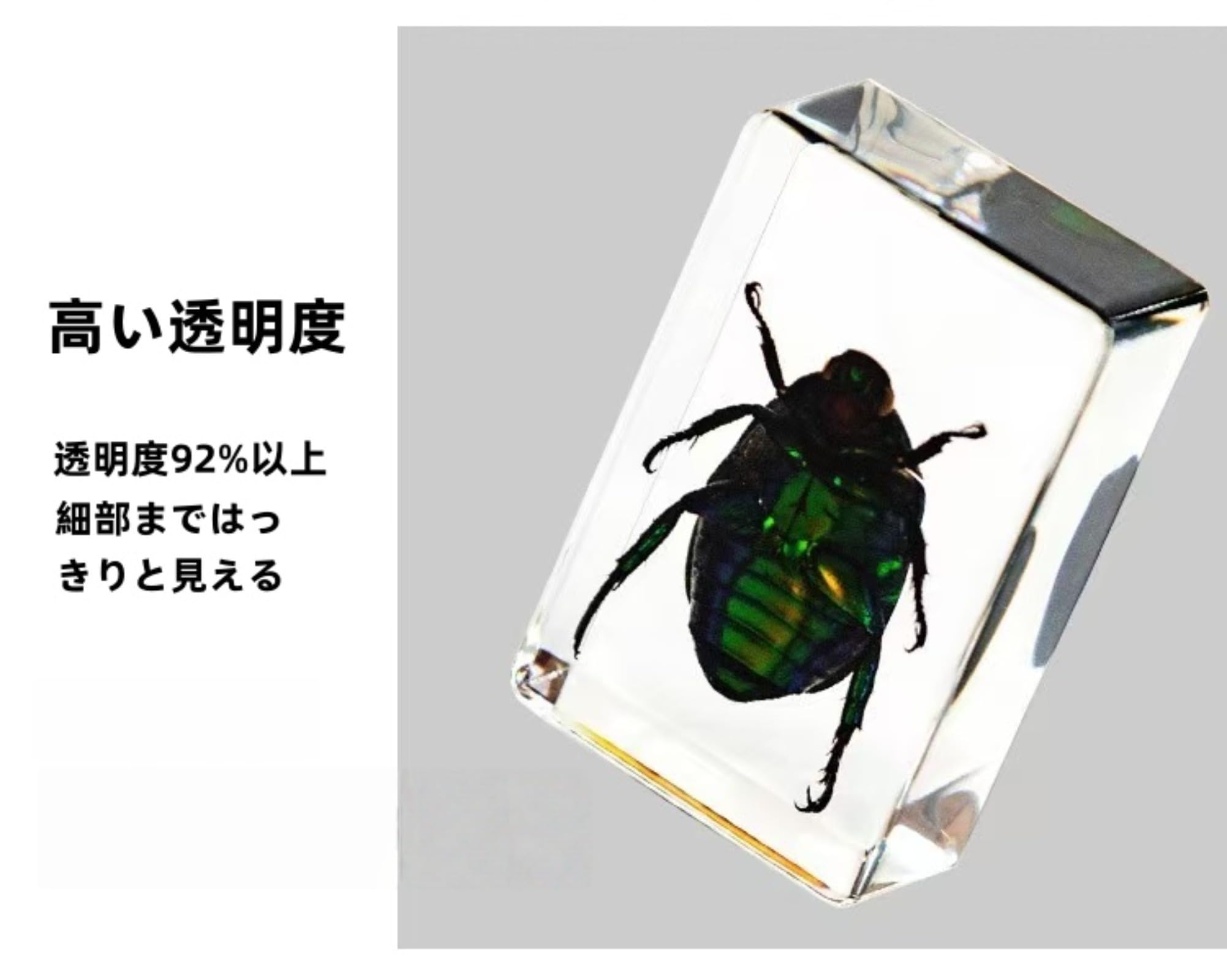 Amazon.co.jp: 文鎮 本本 文鎮12種類のスタイルで楽しめる昆虫標本入り