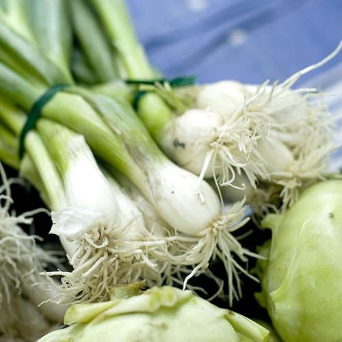 Outsidepride Allium Cepa White Lisbon Semillas de cebolla dulce  1000 unidades anuales, de alto rendimiento, ideal para plantar primavera y otoño,