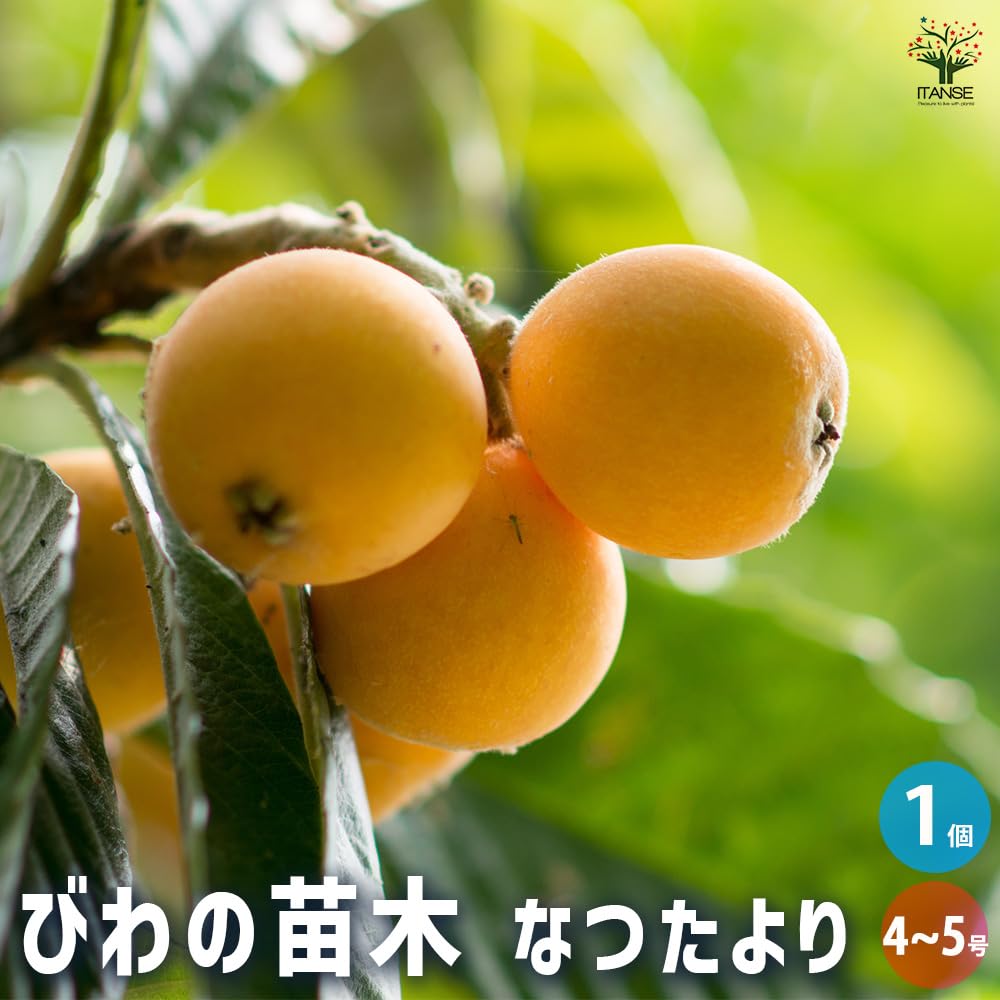 Amazon.co.jp: ITANSE 枇杷(びわ)の苗木 なつたより 4～5号 1個