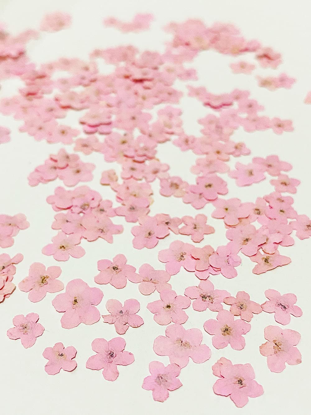 UOKWIWI20 pcs Pink Forget Me Not Real Natural Dried Pressed Flowers for Resin Art Decors Craft DIY