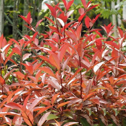 レッドロビン 苗 【選抜 スカーレットパール】 5号ポット苗のサムネイル