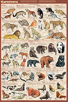 Picture Peddler Carnivora Mammals Educational Science Teacher Classroom Chart Print Poster 24x36